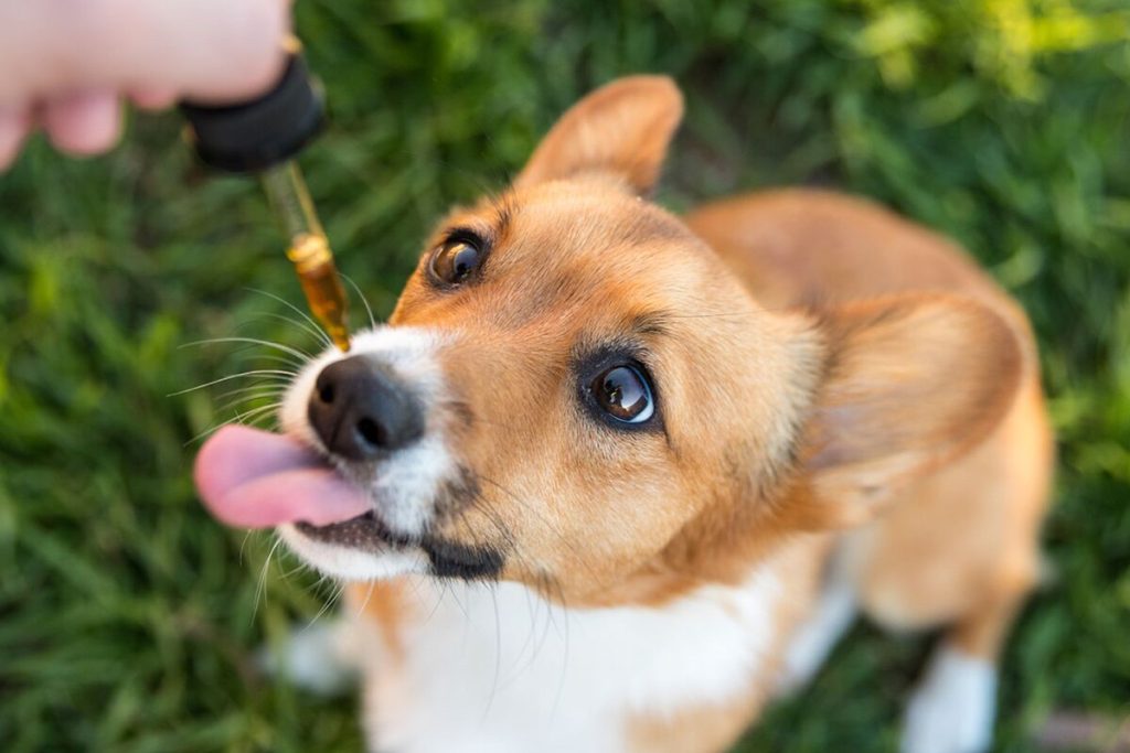 best cbd oil for dogs
